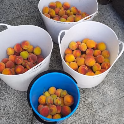 community fruit peaches