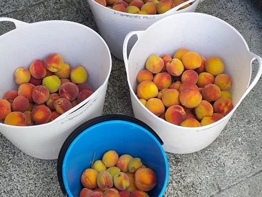 community fruit peaches