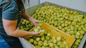 A woman leans in to pick up pears from a large crate.