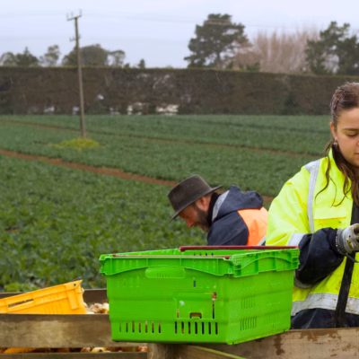 Three people in a farm field wearing high vis rain coats sorting potatoes from large farm bins.